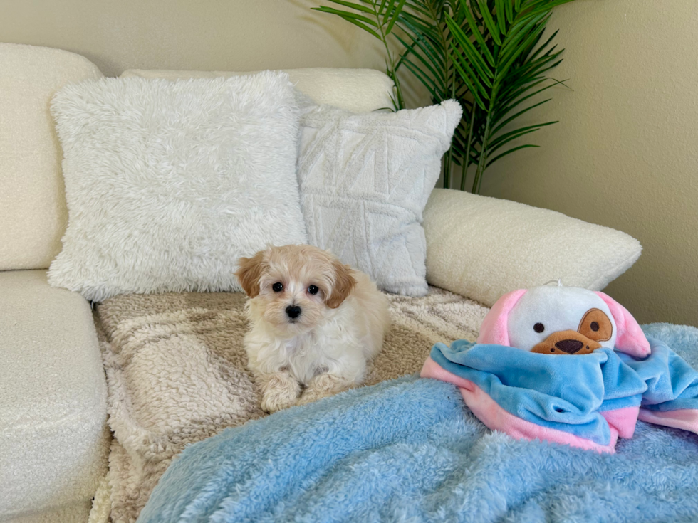 Maltipoo Pup Being Cute
