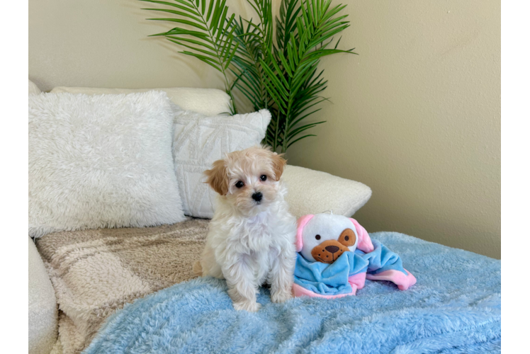 Cute Malt a Poo Poodle Mix Puppy