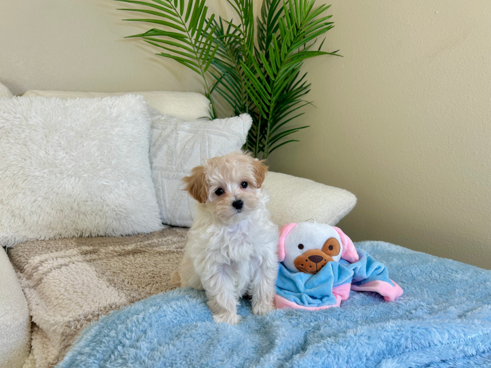 Cute Malt a Poo Poodle Mix Puppy