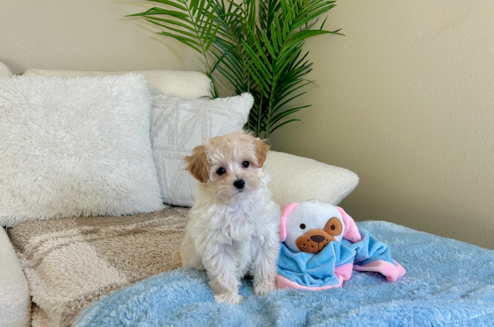 9 week old Maltipoo Puppy For Sale - Lone Star Pups