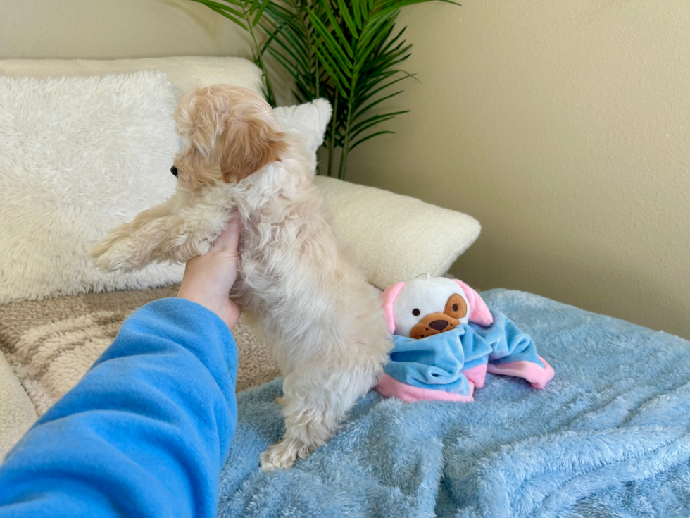 Cute Malt a Poo Poodle Mix Puppy