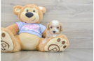 Maltipoo Pup Being Cute