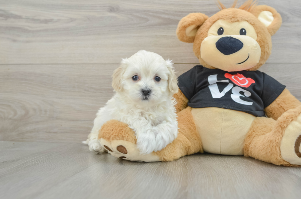 7 week old Maltipoo Puppy For Sale - Lone Star Pups