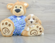 7 week old Maltipoo Puppy For Sale - Lone Star Pups