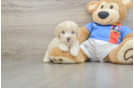Small Maltipoo Baby