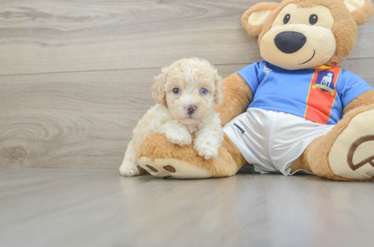 Small Maltipoo Baby