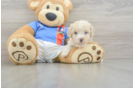 Little Malt Oodle Poodle Mix Puppy