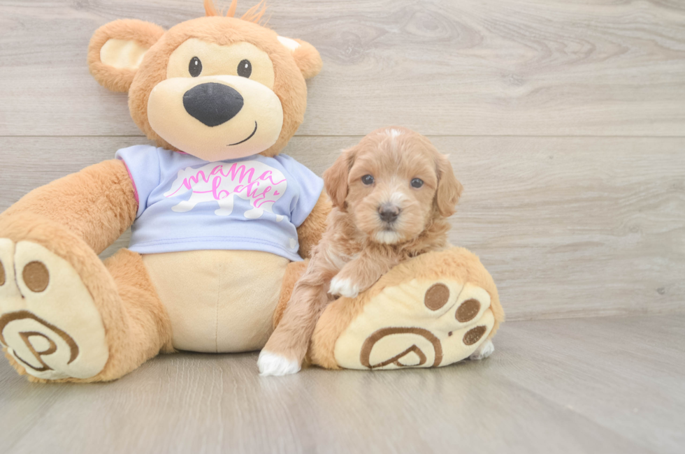 5 week old Maltipoo Puppy For Sale - Lone Star Pups