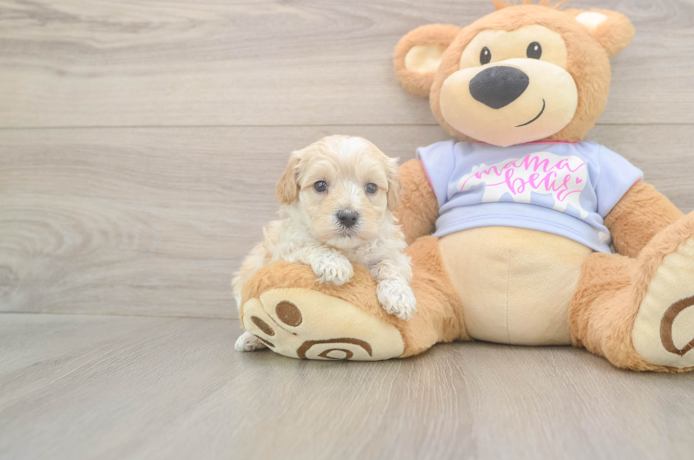 5 week old Maltipoo Puppy For Sale - Lone Star Pups