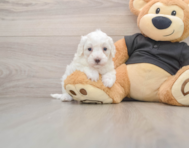 7 week old Maltipoo Puppy For Sale - Lone Star Pups