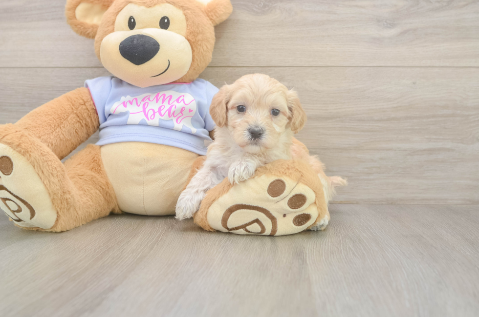 5 week old Maltipoo Puppy For Sale - Lone Star Pups
