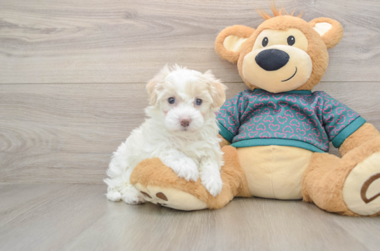Happy Maltipoo Baby