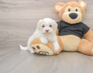 7 week old Maltipoo Puppy For Sale - Lone Star Pups