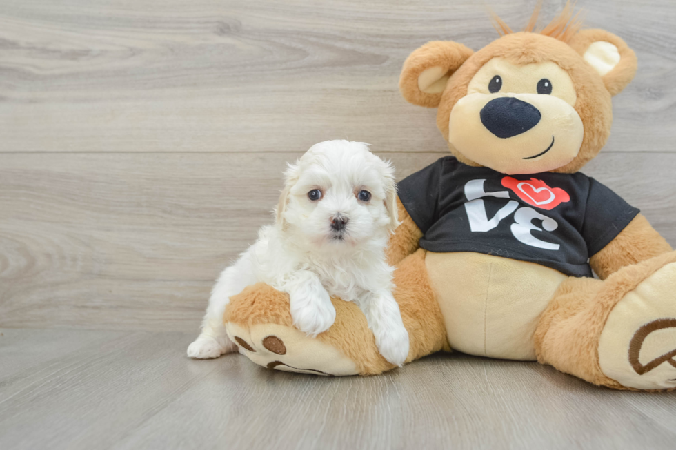 Maltipoo Puppy for Adoption