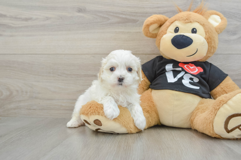 Meet Diane - our Maltipoo Puppy Photo 1/3 - Lone Star Pups