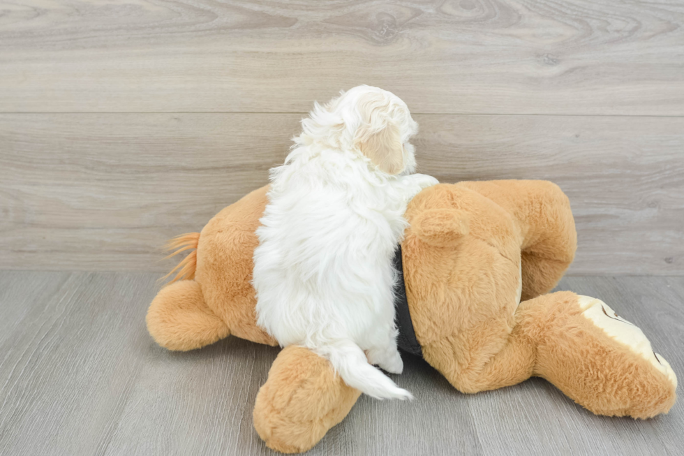 Adorable Malt Oodle Poodle Mix Puppy