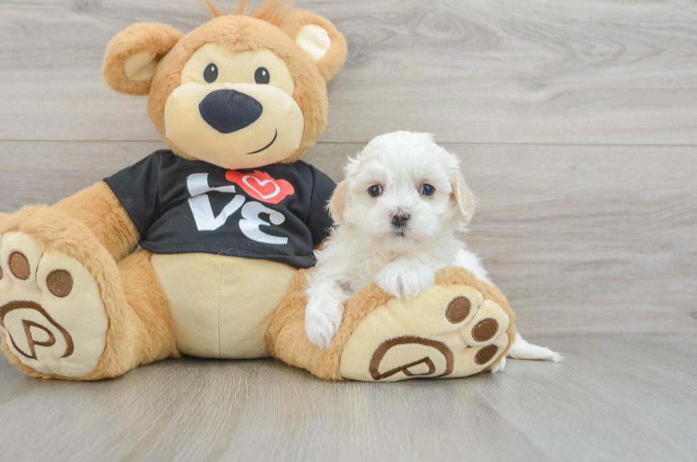 6 week old Maltipoo Puppy For Sale - Lone Star Pups