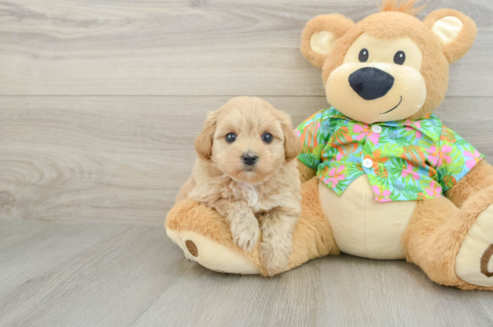 6 week old Maltipoo Puppy For Sale - Lone Star Pups