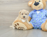 8 week old Maltipoo Puppy For Sale - Lone Star Pups