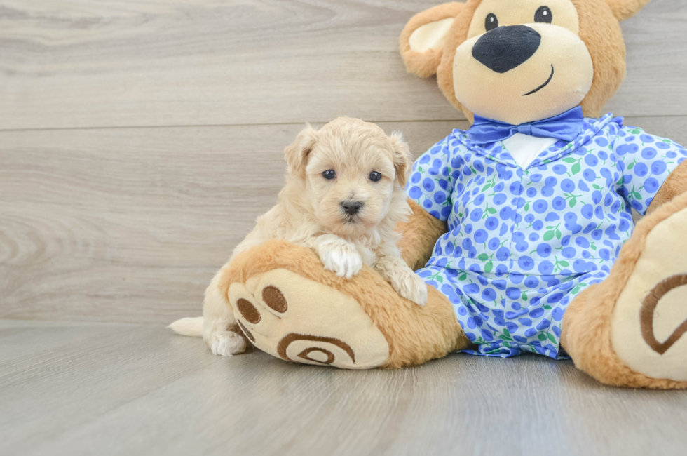 5 week old Maltipoo Puppy For Sale - Lone Star Pups