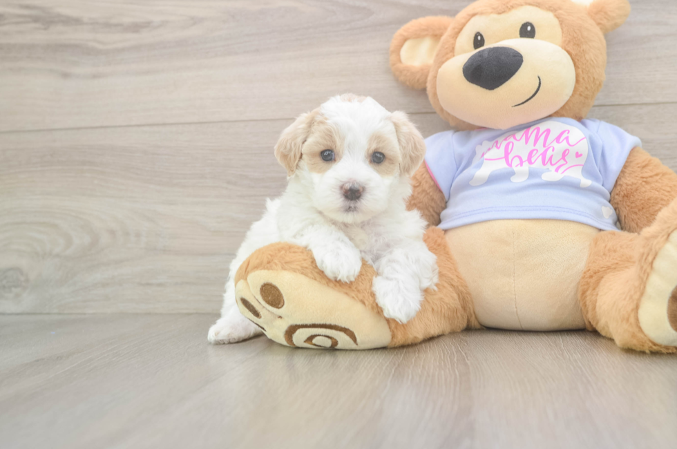 5 week old Maltipoo Puppy For Sale - Lone Star Pups