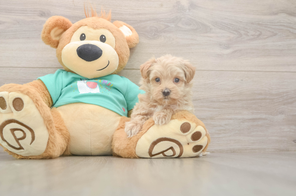 5 week old Maltipoo Puppy For Sale - Lone Star Pups