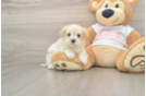 Popular Maltipoo Poodle Mix Pup