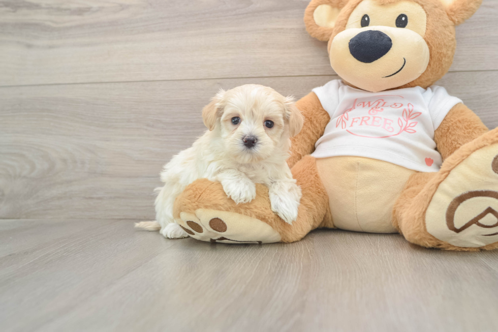 Popular Maltipoo Poodle Mix Pup