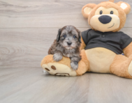8 week old Maltipoo Puppy For Sale - Lone Star Pups