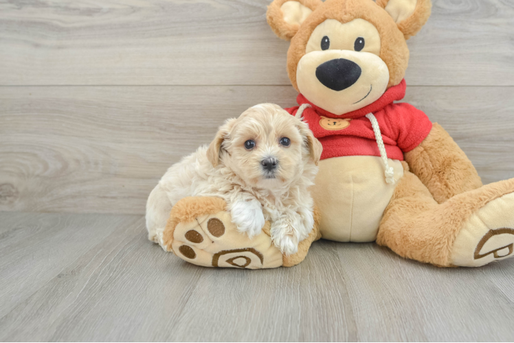 Maltipoo Puppy for Adoption