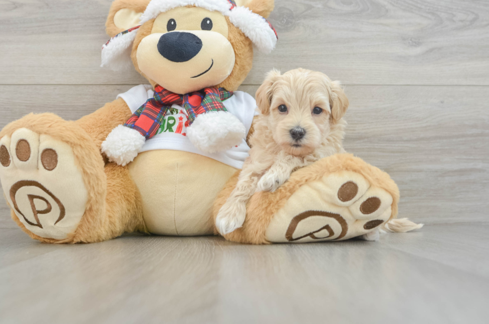 6 week old Maltipoo Puppy For Sale - Lone Star Pups