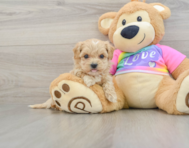 8 week old Maltipoo Puppy For Sale - Lone Star Pups