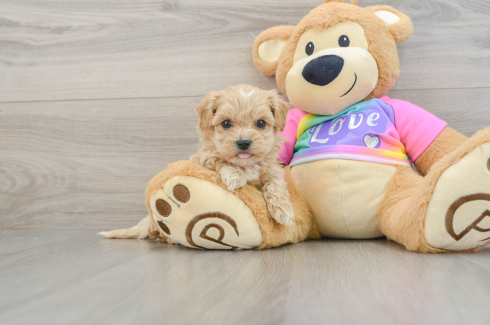 6 week old Maltipoo Puppy For Sale - Lone Star Pups