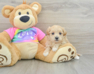 8 week old Maltipoo Puppy For Sale - Lone Star Pups