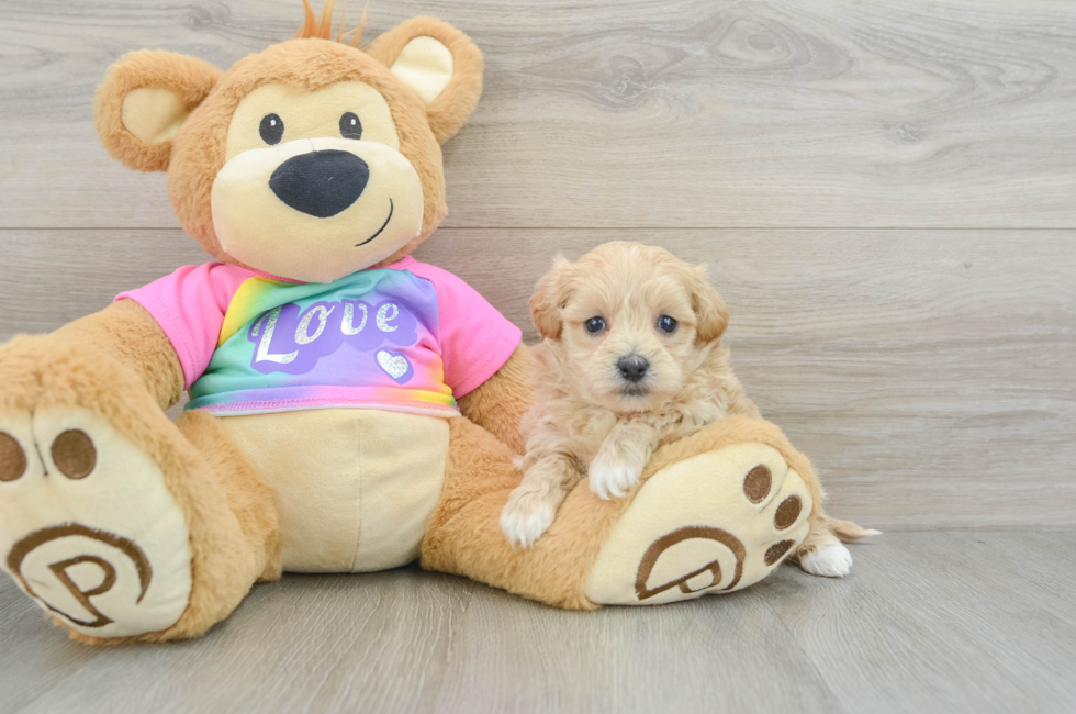 6 week old Maltipoo Puppy For Sale - Lone Star Pups