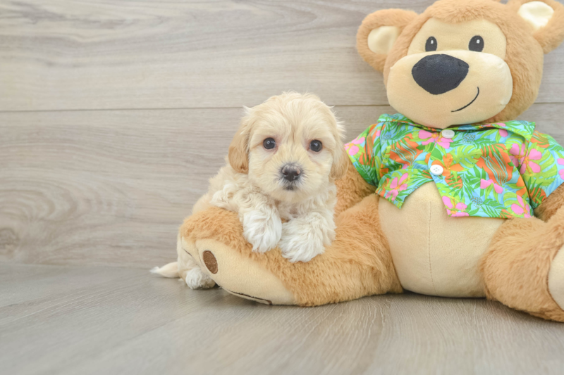 Meet Easton - our Maltipoo Puppy Photo 1/3 - Lone Star Pups