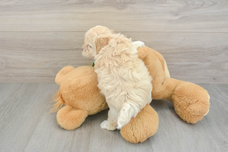 Meet Easton - our Maltipoo Puppy Photo 2/3 - Lone Star Pups