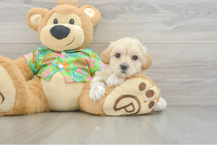 Little Maltidoodle Poodle Mix Puppy