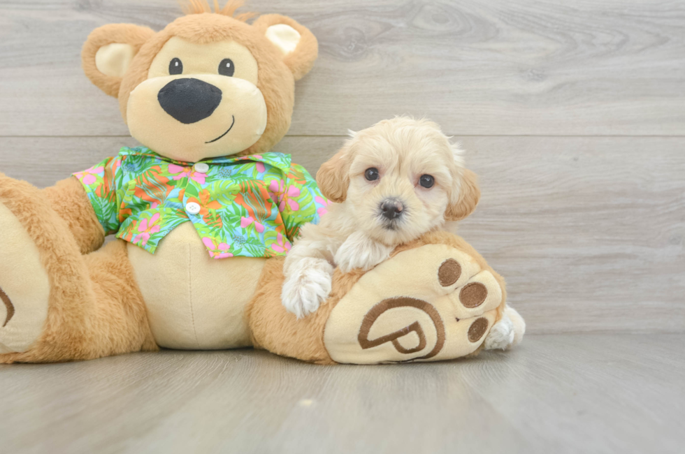 6 week old Maltipoo Puppy For Sale - Lone Star Pups