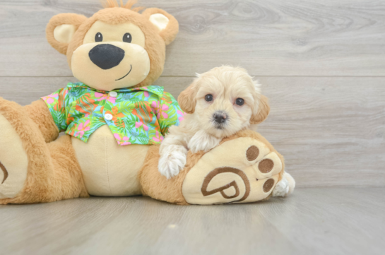 Little Maltidoodle Poodle Mix Puppy