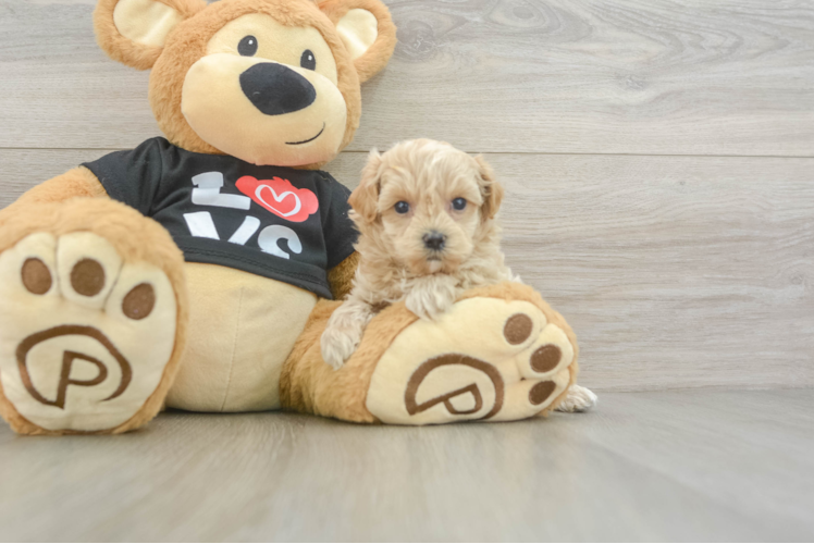 Best Maltipoo Baby