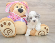 7 week old Maltipoo Puppy For Sale - Lone Star Pups