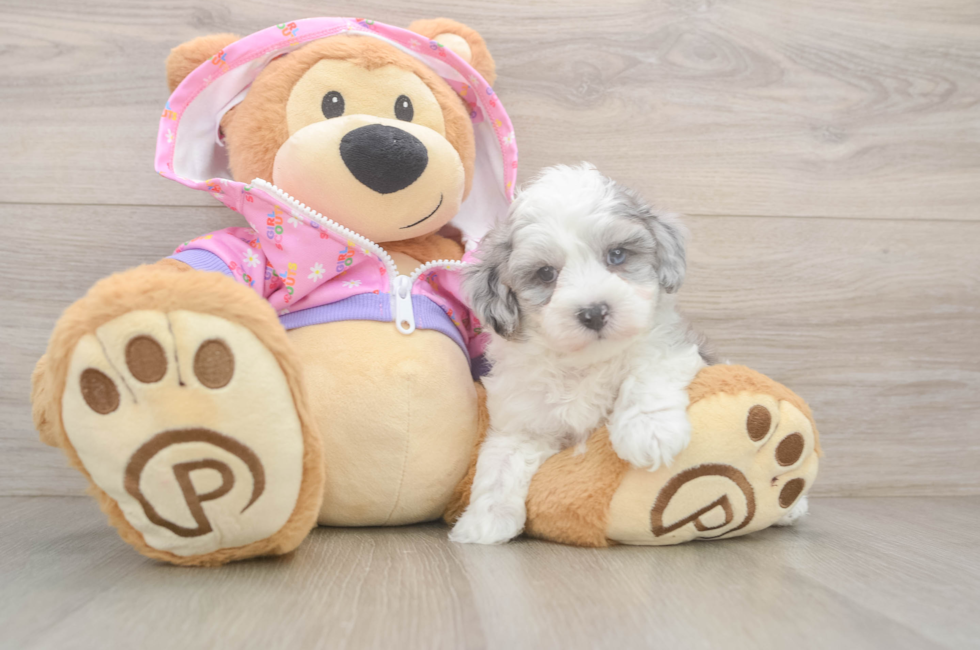 7 week old Maltipoo Puppy For Sale - Lone Star Pups