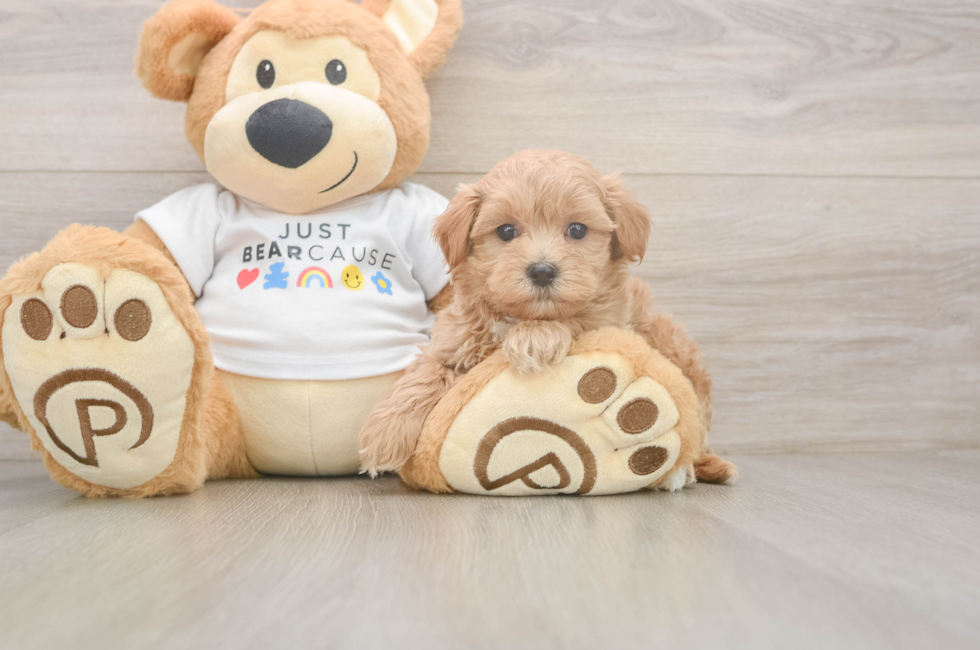 6 week old Maltipoo Puppy For Sale - Lone Star Pups