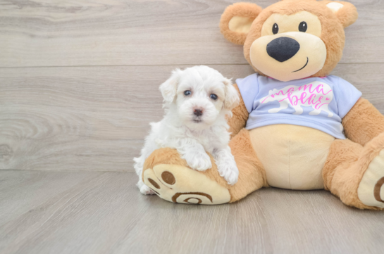 Maltipoo Pup Being Cute