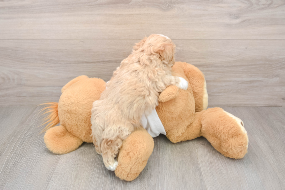 Smart Maltipoo Poodle Mix Pup