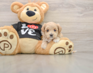 8 week old Maltipoo Puppy For Sale - Lone Star Pups