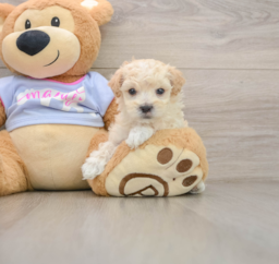 6 week old Maltipoo Puppy For Sale - Lone Star Pups