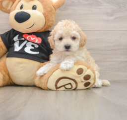 8 week old Maltipoo Puppy For Sale - Lone Star Pups