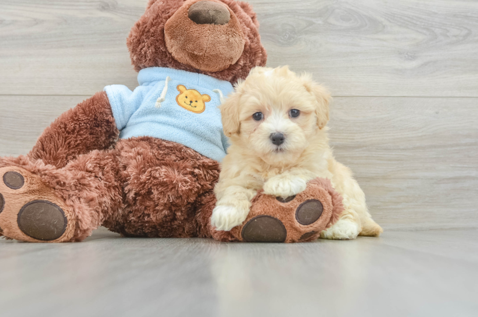 8 week old Maltipoo Puppy For Sale - Lone Star Pups